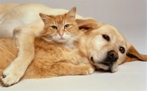 Animal de estimação com expressão serena em um ambiente de clínica veterinária, sugerindo a necessidade de tratamento médico.