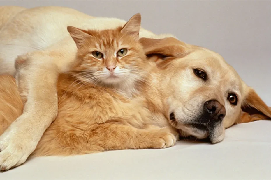 Animal de estimação com expressão serena em um ambiente de clínica veterinária, sugerindo a necessidade de tratamento médico.