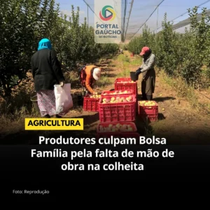Trabalhadores colhendo maçãs em um pomar em Santa Catarina com caixas prontas para coleta.