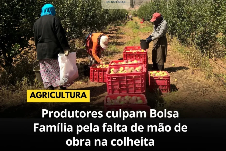 Trabalhadores colhendo maçãs em um pomar em Santa Catarina com caixas prontas para coleta.
