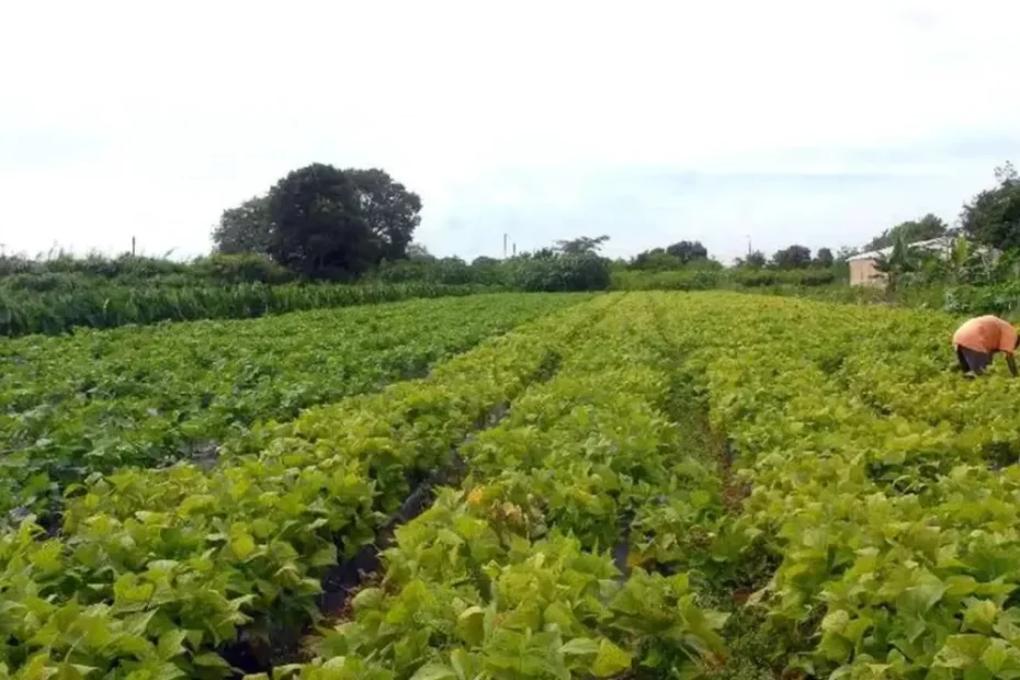 Agricultor baiano sorri segurando grãos em sua lavoura após recebimento do Garantia-Safra.