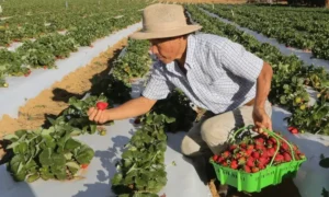 Agricultor familiar com colheita promissora após receber benefício