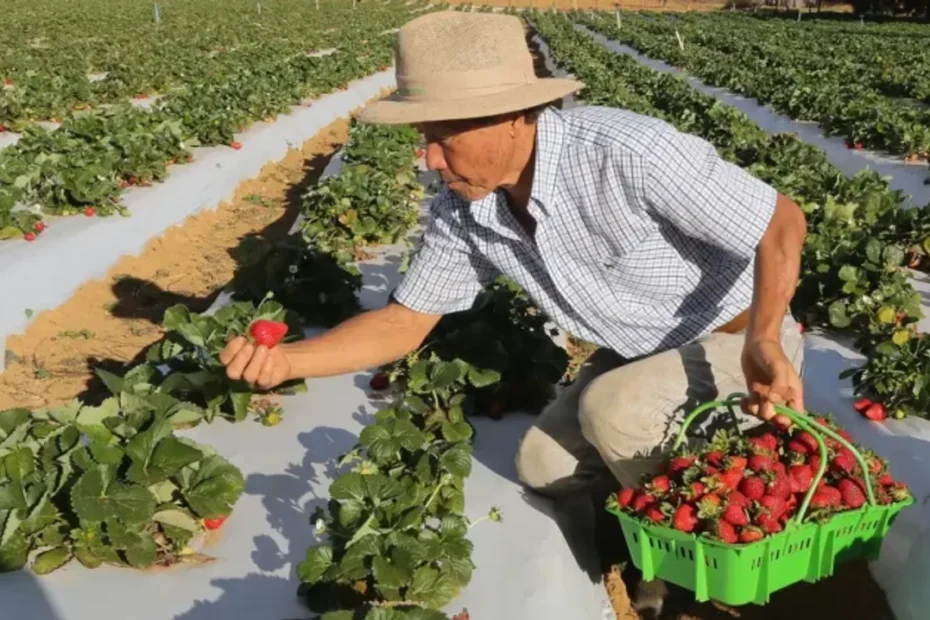 Agricultor familiar com colheita promissora após receber benefício