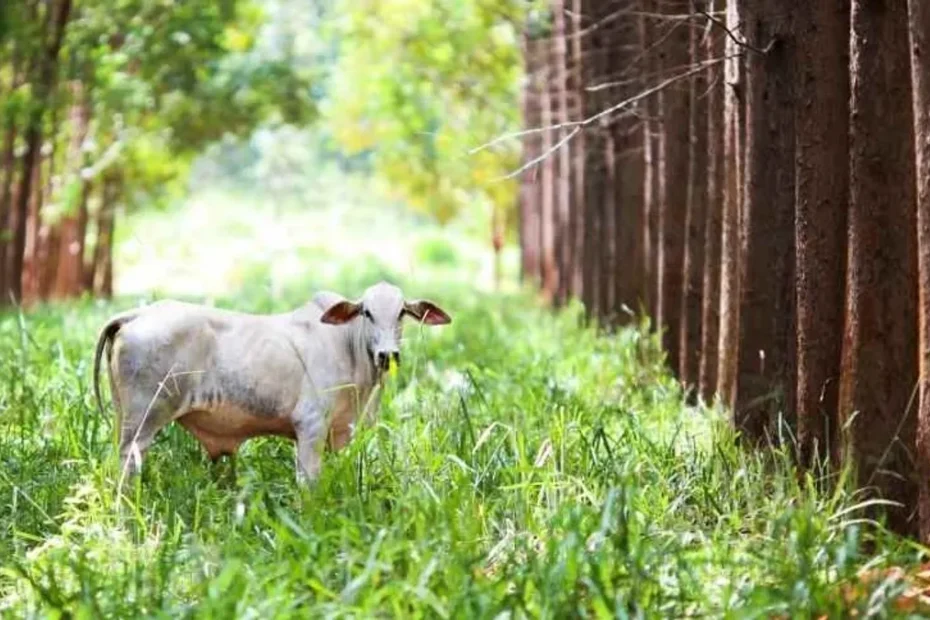 Fazendeiro satisfeito em campo de ILPF, símbolo do crédito rural verde do RenovAgro
