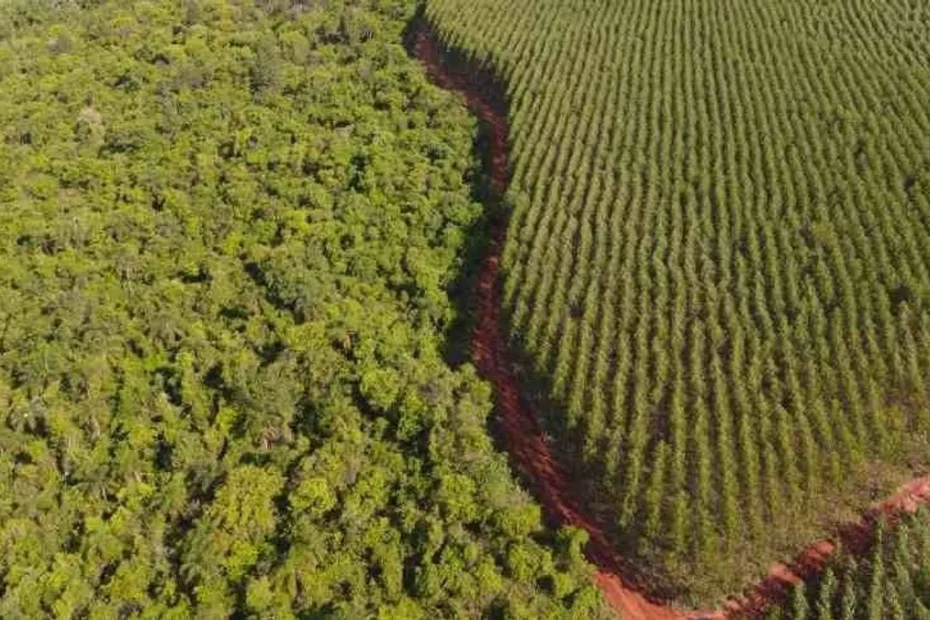 Campos desmatados e atividade pecuária em região de risco ambiental, com foco em documentos financeiros, simbolizando o crédito rural