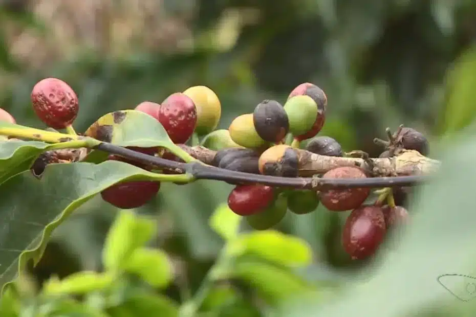Mãos de um agricultor de café examinando folhas secas e grãos pequenos em uma plantação no Espírito Santo, simbolizando os danos causados pelo Super El Niño.