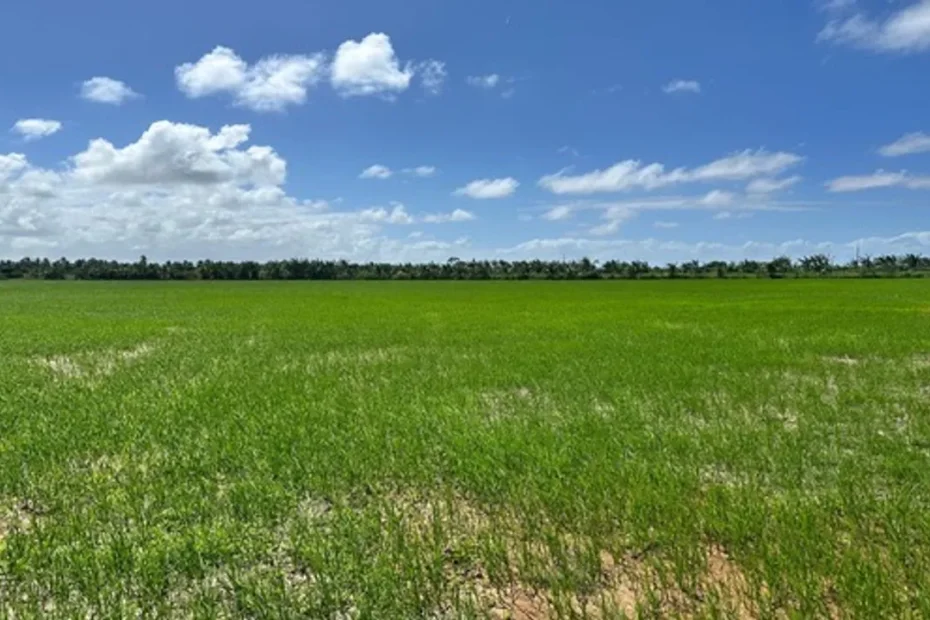 Agricultor trabalhando em plantação de arroz em Sergipe